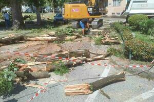 Sječa u Danilovgradu: Stabla žrtvovana zbog kružnog toka