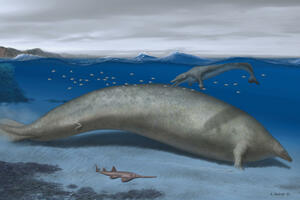 Drevni kit pronađen u Peruu možda je najmasivnija životinja koja...