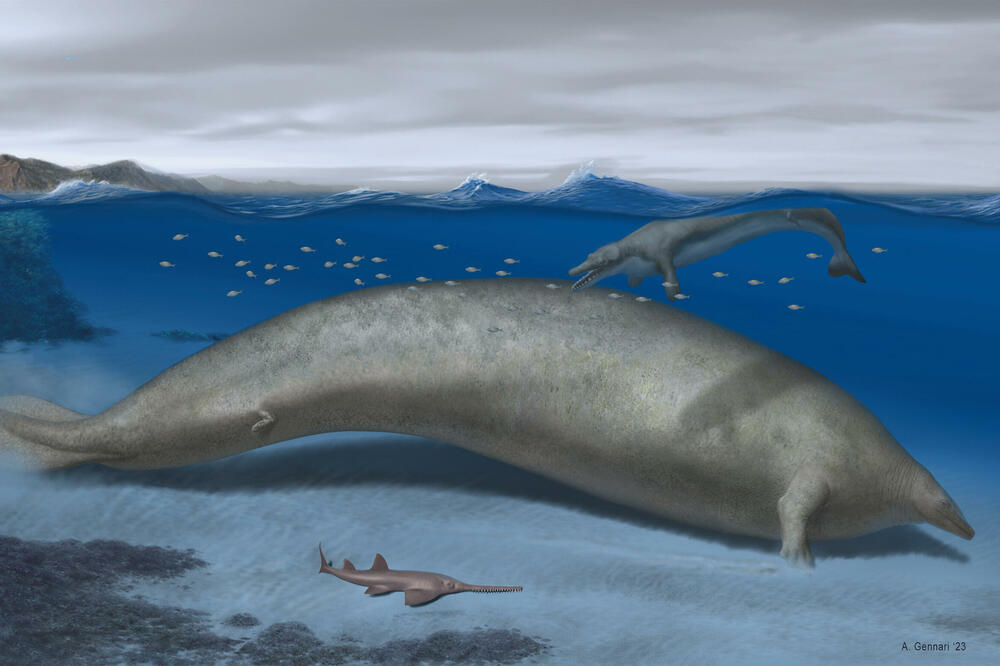 An ancient whale found in Peru may be the most massive animal that ever lived on Earth