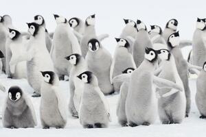 Klimatske promjene: Hiljade pingvina uginulo na Antarktiku zbog...