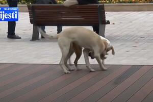 Nikšić: Troipogodišnju djevojčicu za glavu ujeo ulični pas