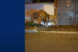 VIDEO Lav lutao ulicama italijanskog grada nakon što je pobjegao...