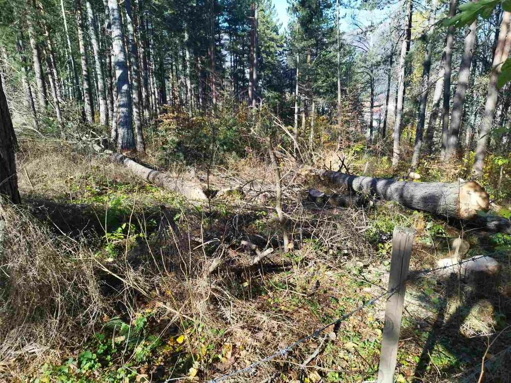 <p>Taj dio šume dio je područja, za koji je u toku proces zaštite, pokrenut po inicijativi NVO Natura i Opštine Kolašin</p>