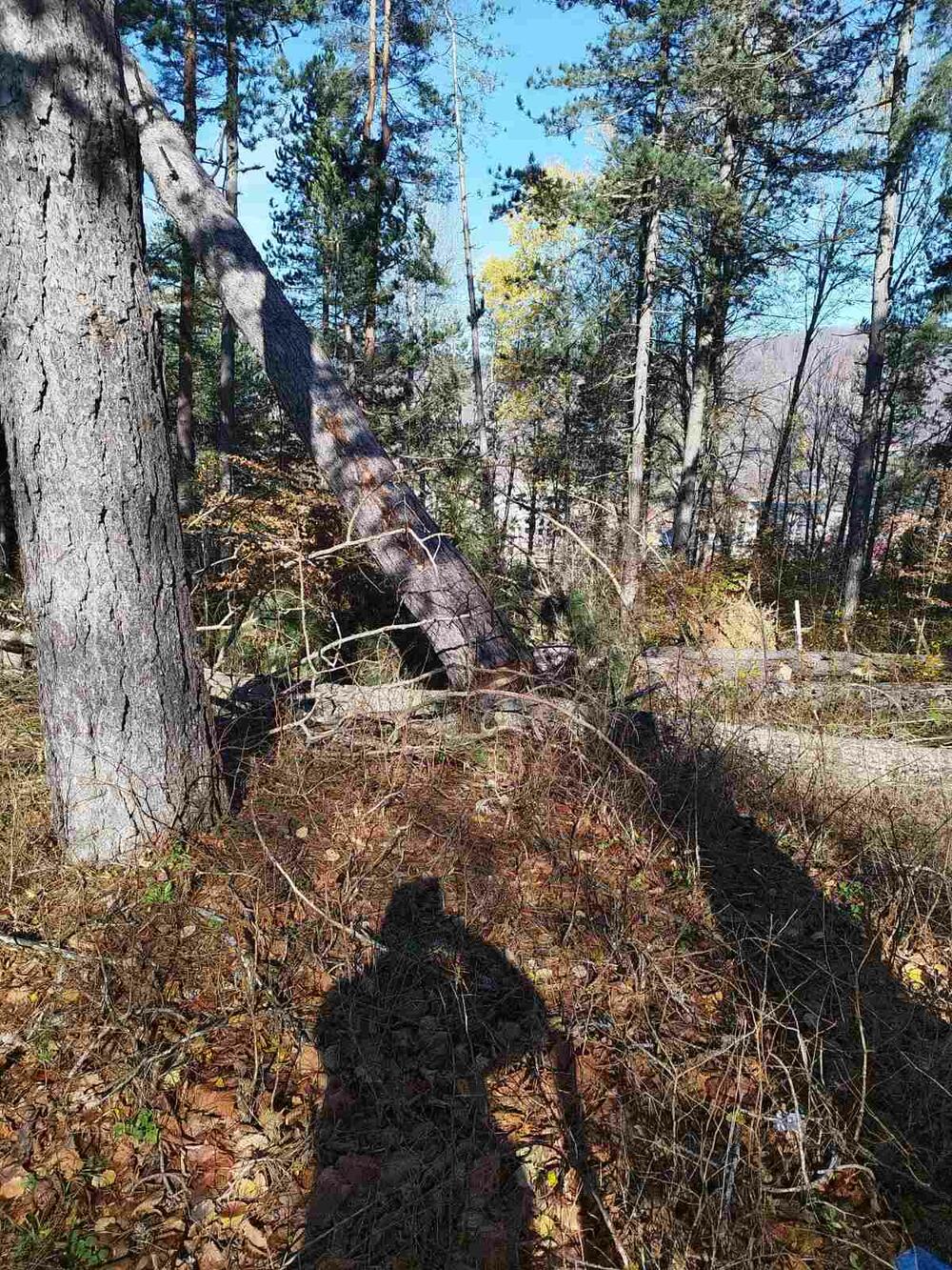 <p>Taj dio šume dio je područja, za koji je u toku proces zaštite, pokrenut po inicijativi NVO Natura i Opštine Kolašin</p>