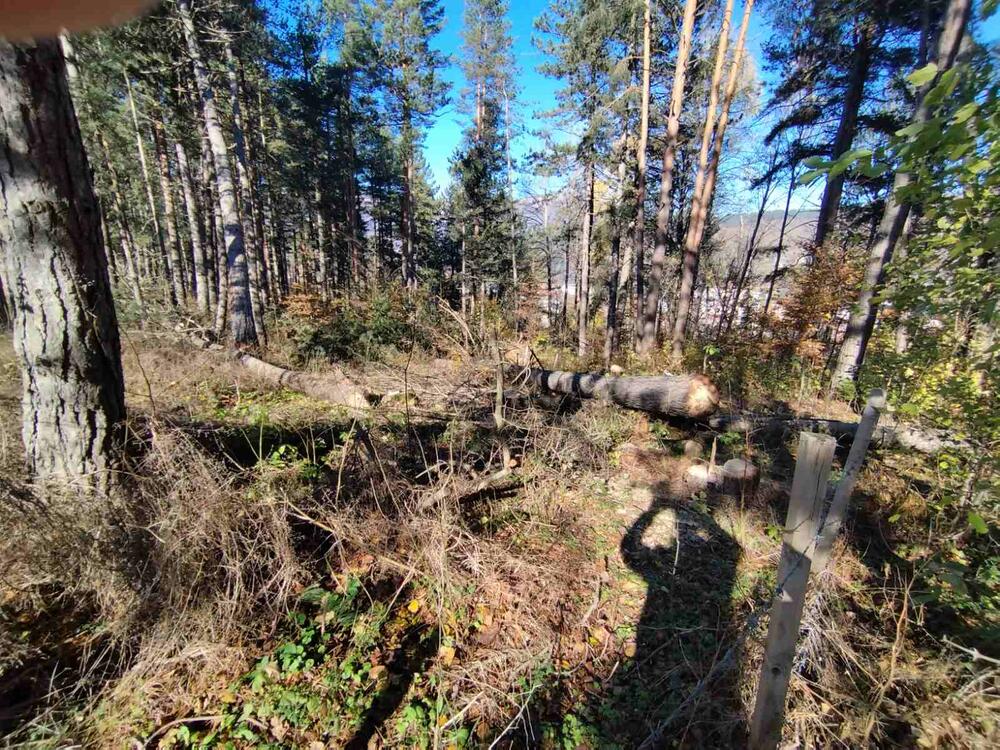 <p>Taj dio šume dio je područja, za koji je u toku proces zaštite, pokrenut po inicijativi NVO Natura i Opštine Kolašin</p>