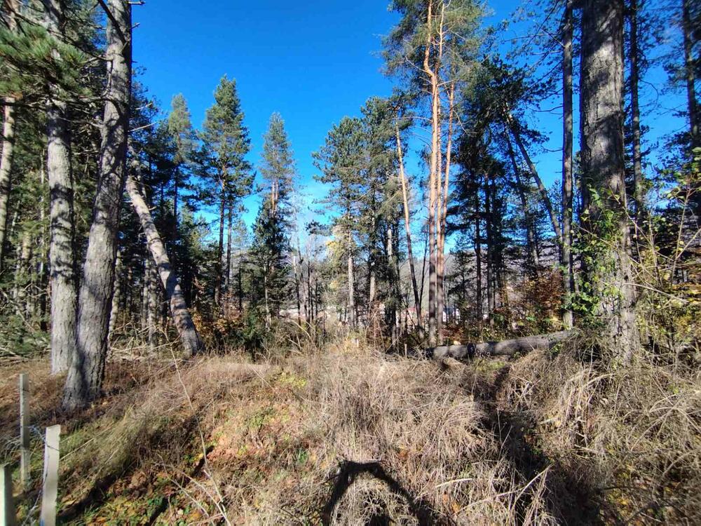 <p>Taj dio šume dio je područja, za koji je u toku proces zaštite, pokrenut po inicijativi NVO Natura i Opštine Kolašin</p>