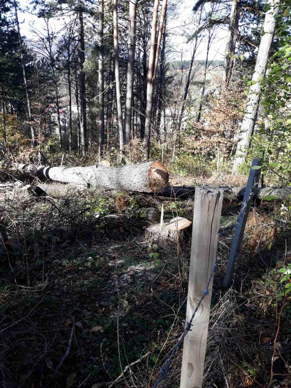 <p>Taj dio šume dio je područja, za koji je u toku proces zaštite, pokrenut po inicijativi NVO Natura i Opštine Kolašin</p>