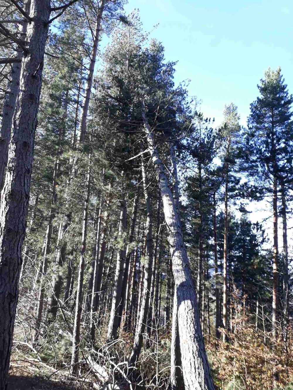 <p>Taj dio šume dio je područja, za koji je u toku proces zaštite, pokrenut po inicijativi NVO Natura i Opštine Kolašin</p>