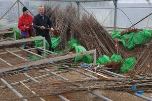 Pljevlja: Služba za poljoprivredu obezbijedila oko 5000 sadnica za...