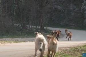 Psi lutalice rastjerale i ranile dio stada Miluna Bulatovića:...