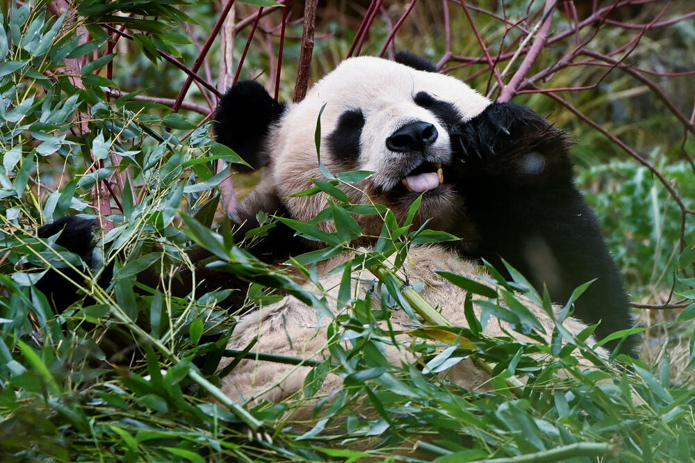 Panda Jang Guang, fotografisana 29. novembra 2023. godine u Edinburgu, u Škotskoj, Foto: Reuters