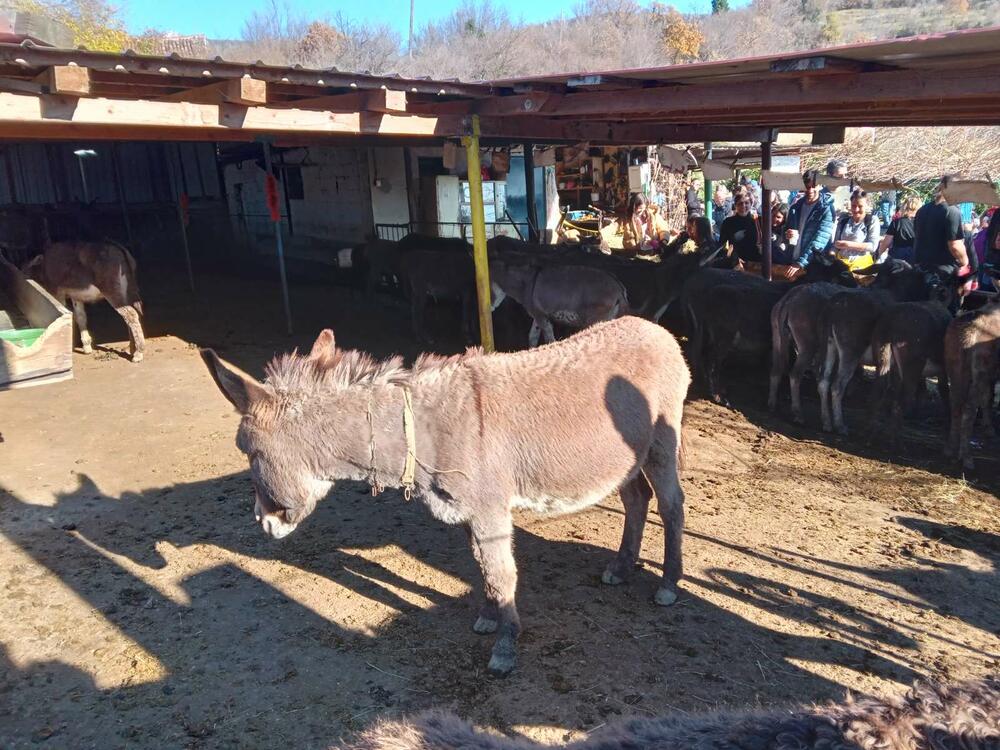 <p>Posjetioci su imali priliku da uživaju u raznovrsnim domaćim sokovima, rakiji, kuvanom vinu, kafi, čajevima, priganicama, domaćem džemu</p>