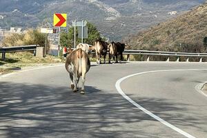 Lutajuća stoka i dalje ugrožava saobraćaj na Jadranskoj magistrali