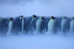 Satelit otkrio četiri nove kolonije carskih pingvina