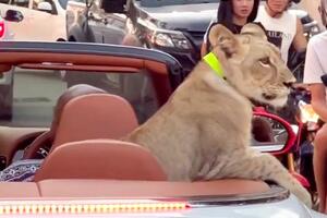 Tajland: Žena uhapšena jer je provozala lava u kabrioletu