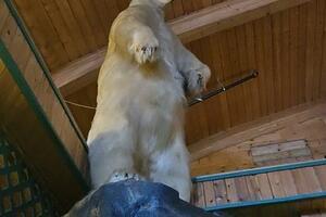 Veliki preparirani polarni medvjed ukraden u bizarnoj pljački u...