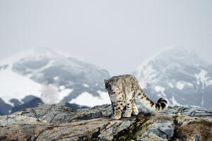 U Avganistanu spašen sniježni leopard: "Duh planine" je "ranjiva"...