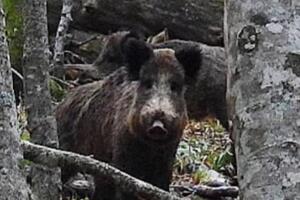 VIDEO Krdo divljih svinja u NP Biogradska gora