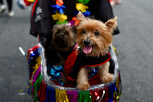 FOTO Počeo Karneval u Riu: Psi u kostimima i šljokicama paradirali...