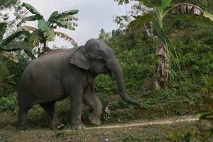 Sud u Bangladešu zabranio usvajanje kritično ugrožene vrste slonova