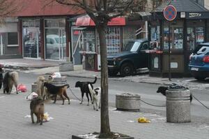 Problem sa psima lutalicama u Rožajama: Iz Savjeta kažu da im nije...