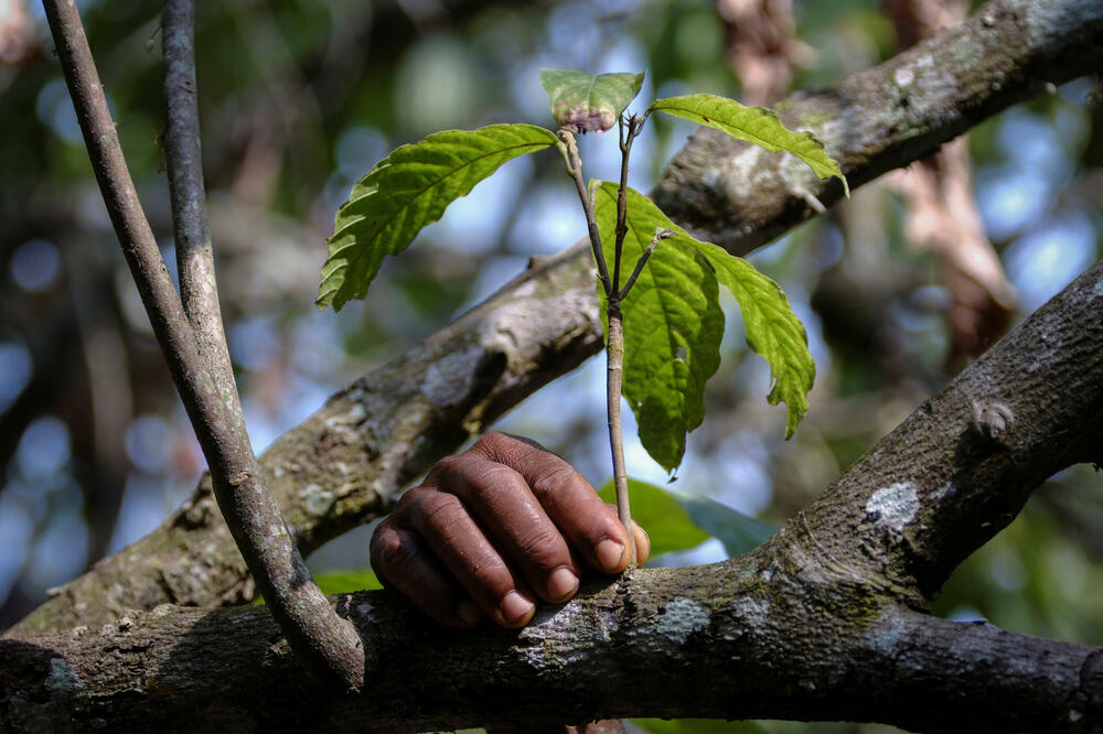 Radnik na terenu iz Odjeljenja za zdravlje i proširenje kakaoa (CHED) identifikuje stabla kakaoa zahvaćena bolešću otečenih izdanaka na farmi u zajednici Osino u istočnom regionu, Gana, Foto: Reuters