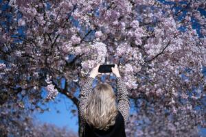 Proljeće je stiglo: Prelijepi prizori cvjetanja u fotografijama