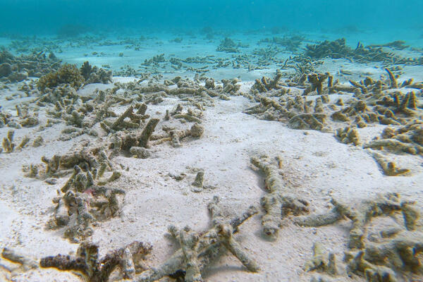 Naučnici upozoravaju: Koralni grebeni doživljavaju globalno...
