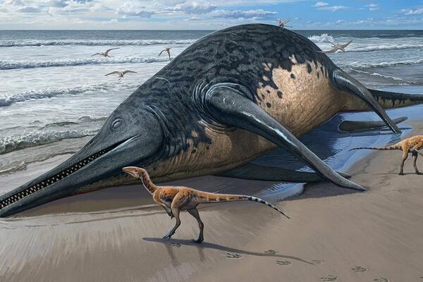 Arheologija: Praistorijski morski reptil dvaput duži od autobusa