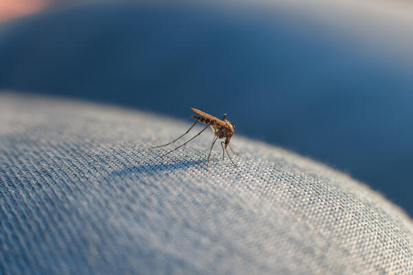 Donose ih komarci: Opasne bolesti i klimatske promjene