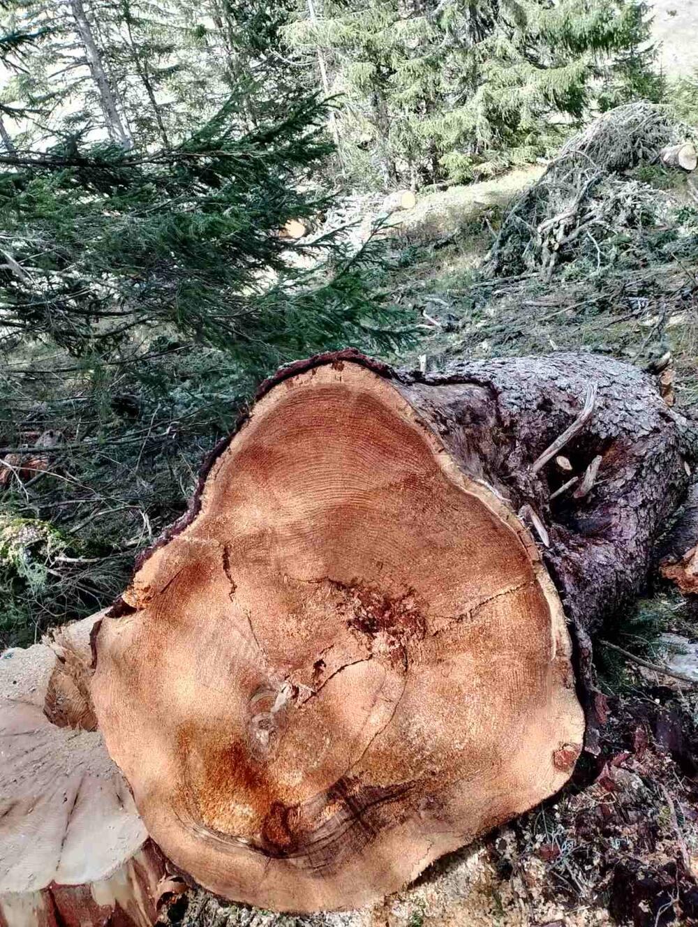 <p>Iz KOR-a su optužili aktuelnog direktora NP Durmitor, Pera Popovića, da dozvoljavala ilegalne aktivnosti</p>