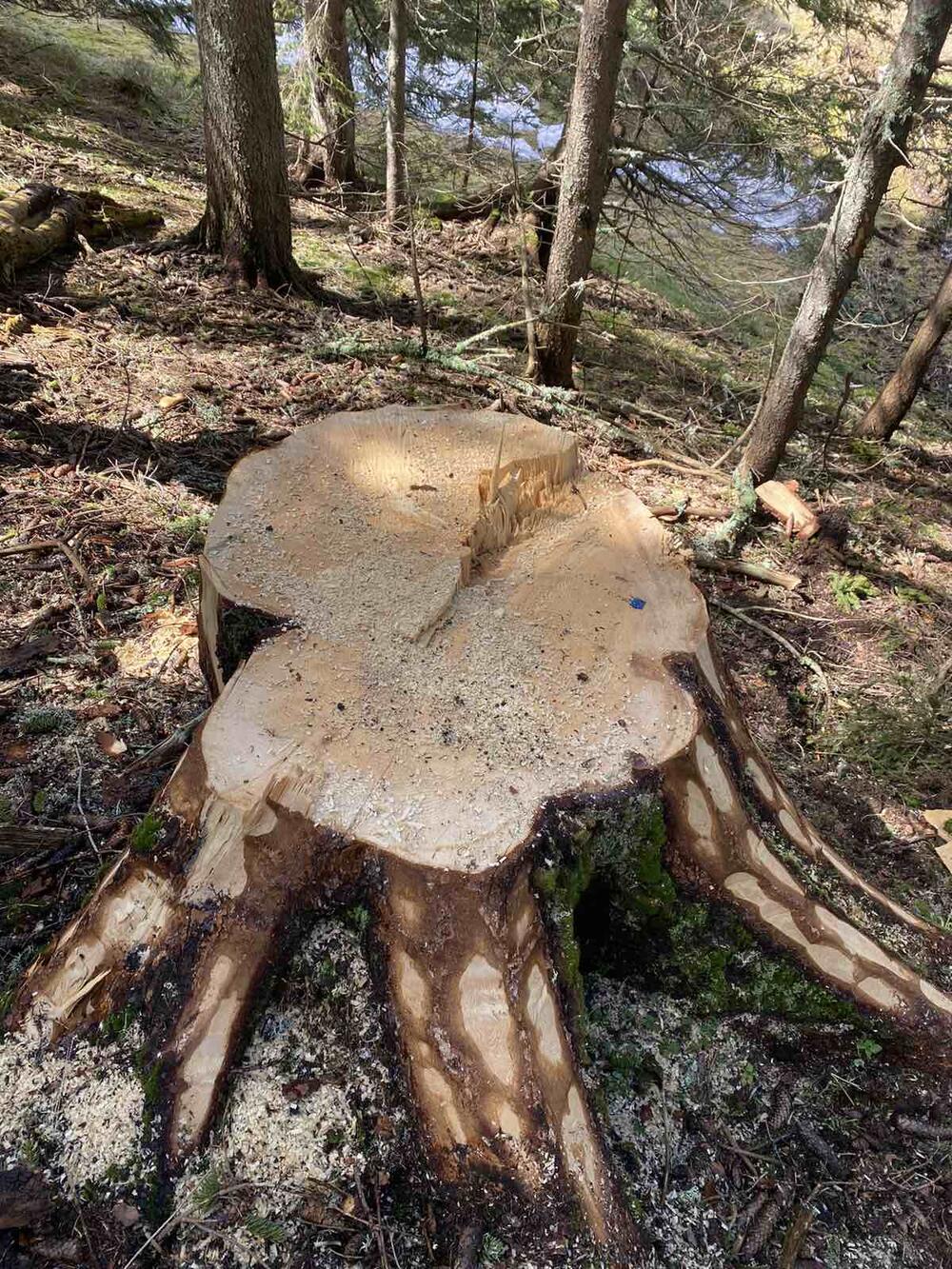 <p>Iz KOR-a su optužili aktuelnog direktora NP Durmitor, Pera Popovića, da dozvoljavala ilegalne aktivnosti</p>