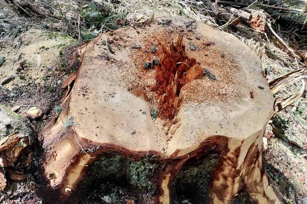 Jedna od fotografija koju je zabilježio izvršni direktor NVO Koalicija za održivi razvoj, Foto: Miloš Lazarević