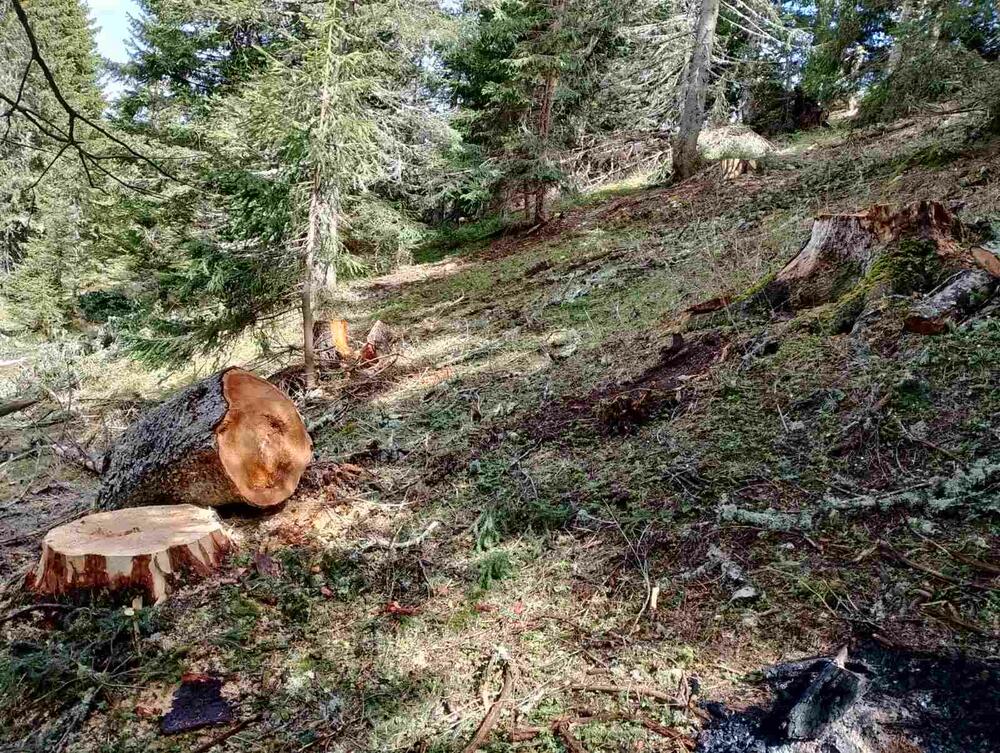 <p>Iz KOR-a su optužili aktuelnog direktora NP Durmitor, Pera Popovića, da dozvoljavala ilegalne aktivnosti</p>