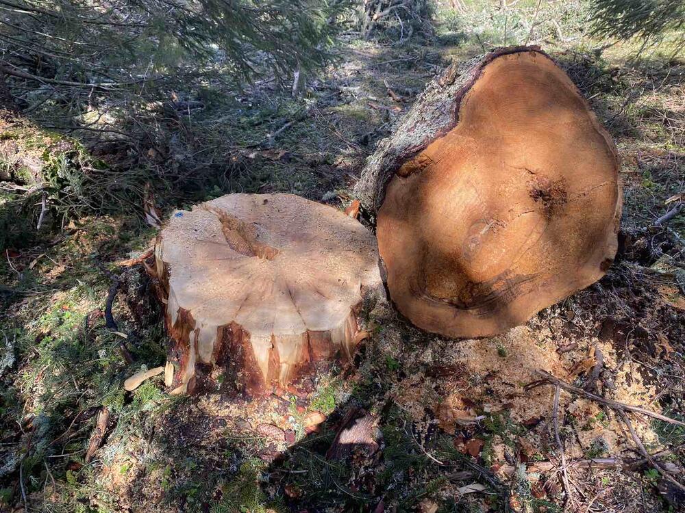 <p>Iz KOR-a su optužili aktuelnog direktora NP Durmitor, Pera Popovića, da dozvoljavala ilegalne aktivnosti</p>