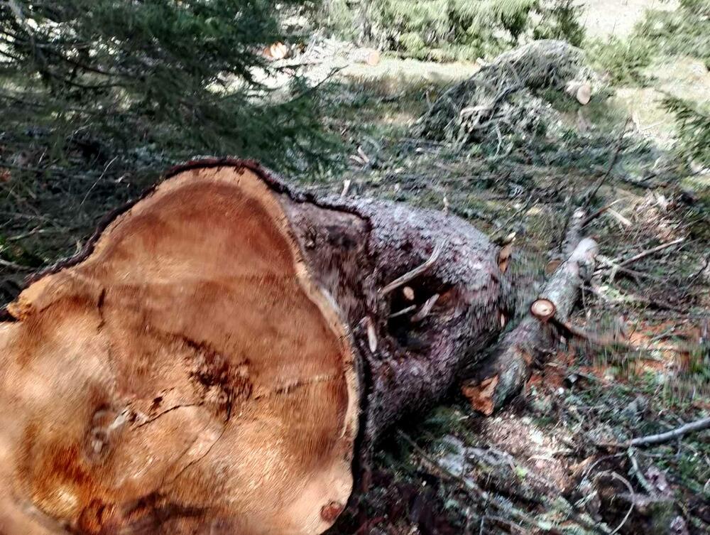 <p>Iz KOR-a su optužili aktuelnog direktora NP Durmitor, Pera Popovića, da dozvoljavala ilegalne aktivnosti</p>