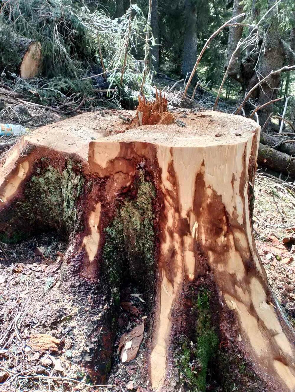 <p>Iz KOR-a su optužili aktuelnog direktora NP Durmitor, Pera Popovića, da dozvoljavala ilegalne aktivnosti</p>