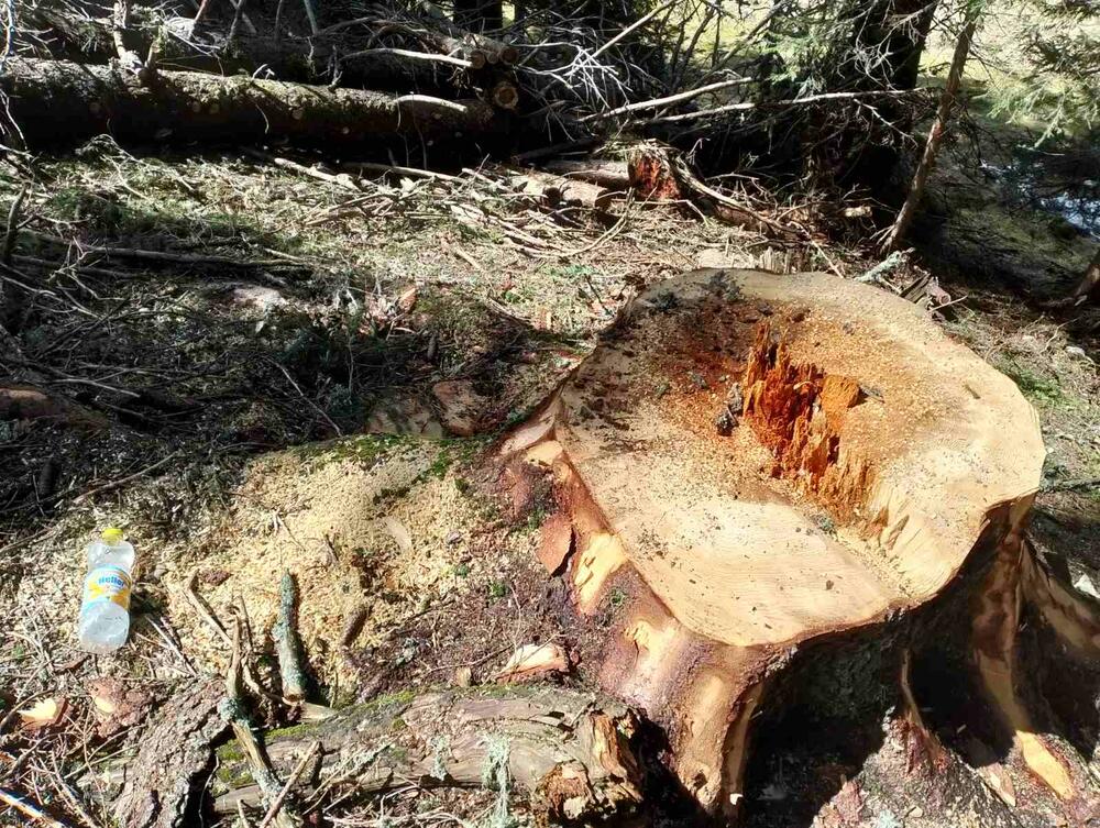 <p>Iz KOR-a su optužili aktuelnog direktora NP Durmitor, Pera Popovića, da dozvoljavala ilegalne aktivnosti</p>