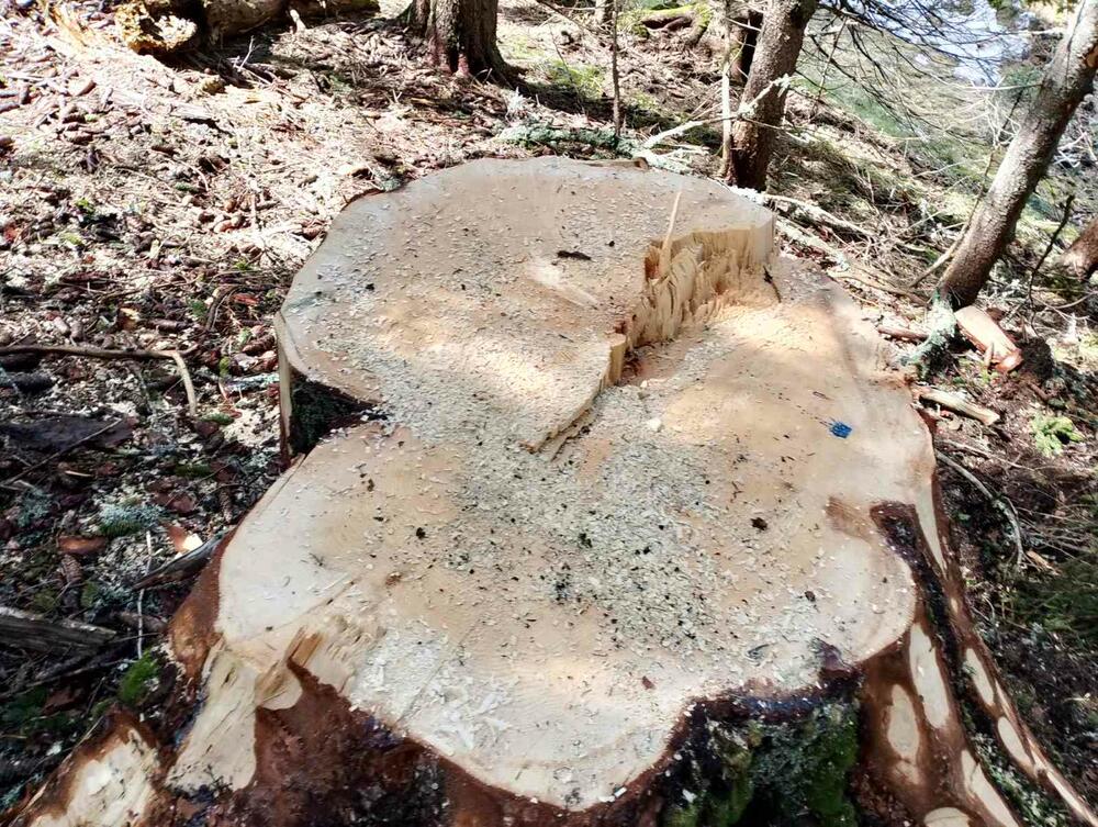 <p>Iz KOR-a su optužili aktuelnog direktora NP Durmitor, Pera Popovića, da dozvoljavala ilegalne aktivnosti</p>