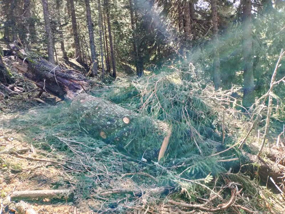 <p>Iz KOR-a su optužili aktuelnog direktora NP Durmitor, Pera Popovića, da dozvoljavala ilegalne aktivnosti</p>