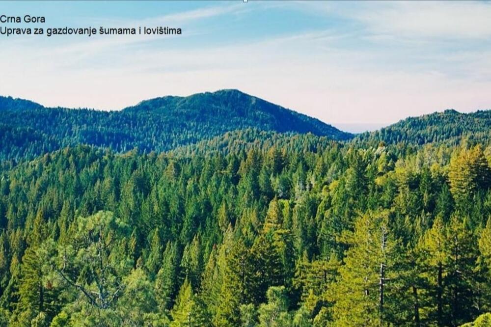 Ilustracija, Foto: Uprava za gazdovanje šumama i lovištima