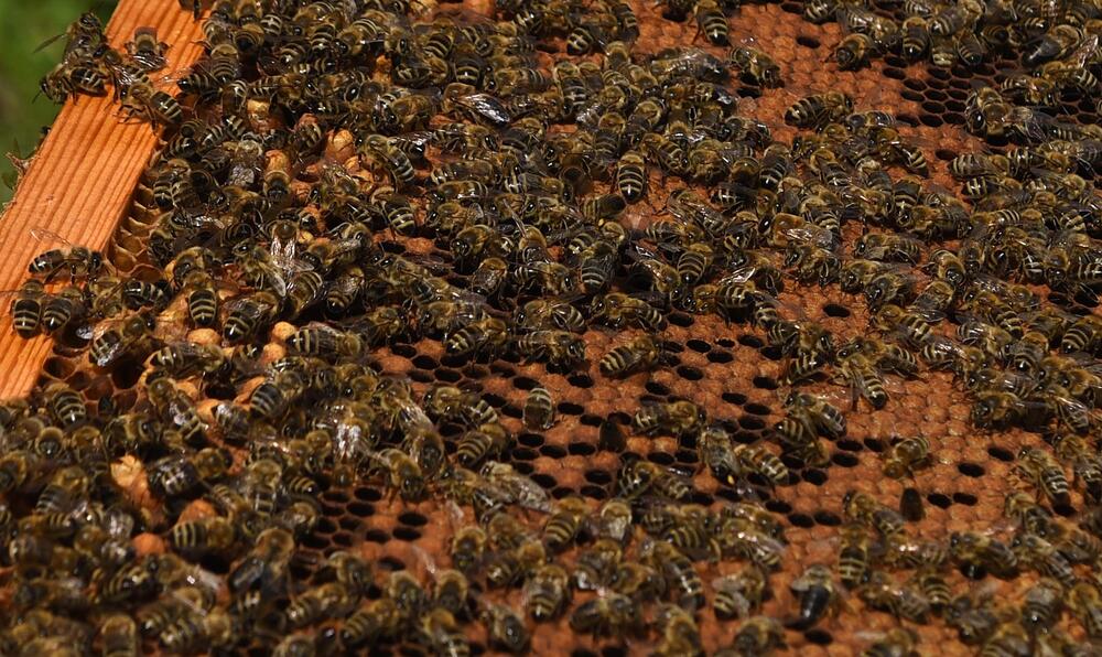 Pesticidi izazivaju i pomor pčela (ilustracija)
