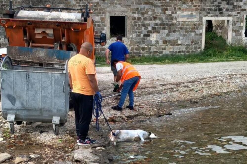 Građani Tivta su 26. maja u moru između Župe i Bonića pronašli tijelo surovo ubijenog psa, Foto: Tamara Vučinović