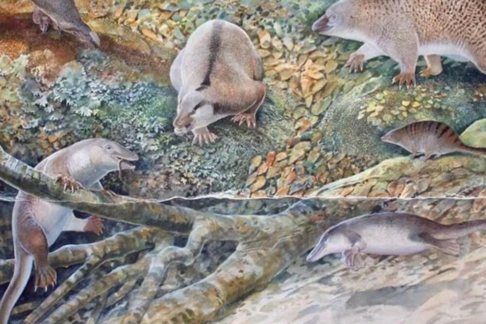 Ehidnapus, dolje lijevo, je jedna od šest vrsta kljunara čiji su ostaci otkriveni u Novom Južnom Velsu, Foto: BBC/PETER SHOUTEN/AUSTRALIAN MUSEUM