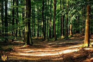 Uprava za šume: Posađeno blizu 40 hiljada sadnica u Podgorici i...