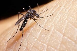 Komarci i zaraza: Denga groznica se širi Evropom, klimatske...
