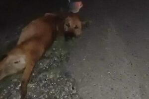 Tužilaštvo istražuje ubistvo psa u Tološima