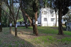 Podgorica: Zgradu žele na mjestu gdje su vrijedna stabla