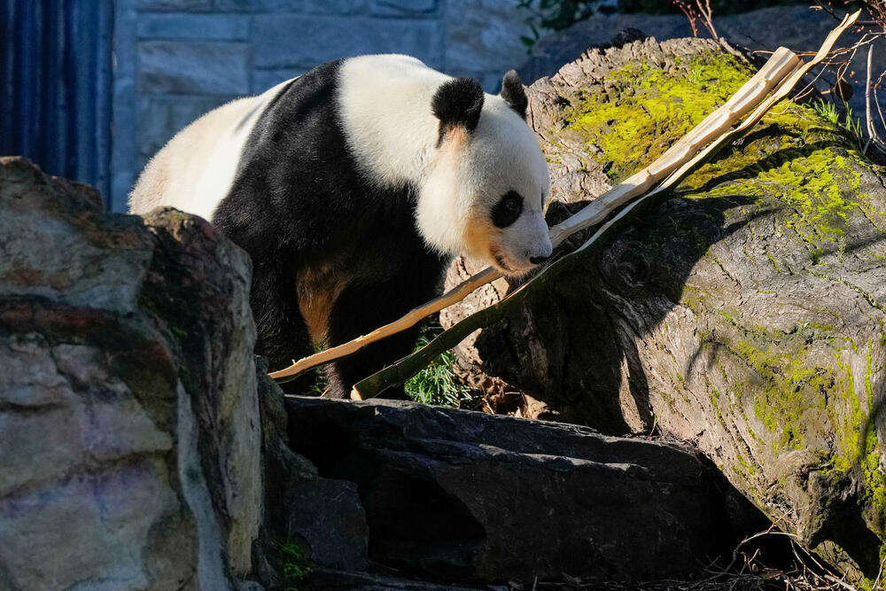 Panda Vang Vang u zoološkom vrtu u Adelaidi u Australiji