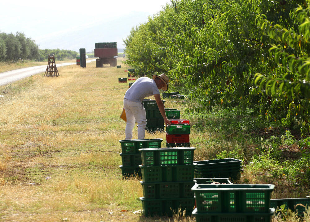 Plantaže berba, Plantaže